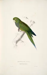 Aratinga nana